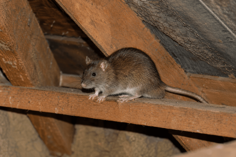 Rat dans un comble inaccessible
